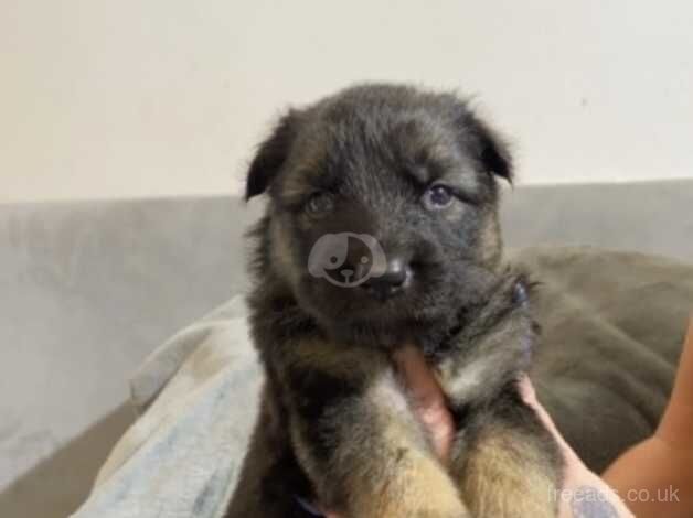 Stunning German Shepard pups for sale in Doncaster, South Yorkshire - Image 4