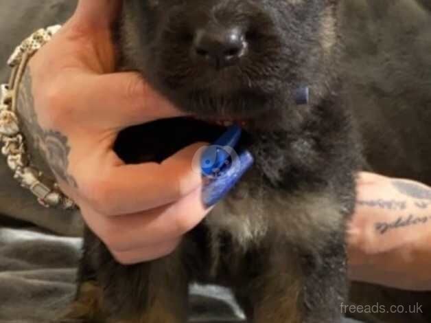 Stunning German Shepard pups for sale in Doncaster, South Yorkshire - Image 5