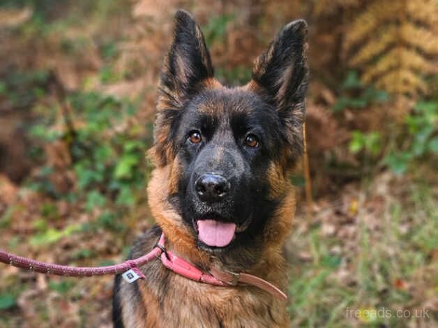 Stunning German shepherd female for sale in Littlehampton, West Sussex