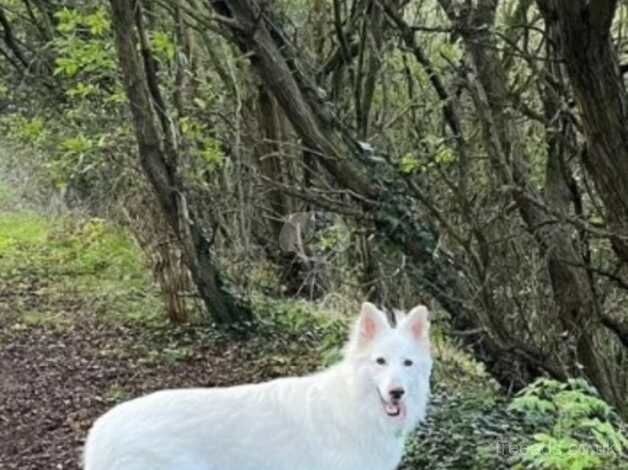 Stunning German shepherd female for sale in Tamworth, Staffordshire - Image 3