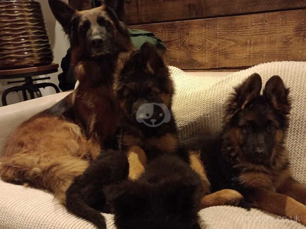 Stunning German Shepherd Puppies for sale in Ross-on-Wye, Herefordshire