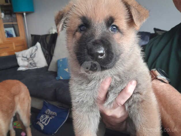 Stunning Grey /caramel german sheperd puppy for sale in Shipley, West Yorkshire