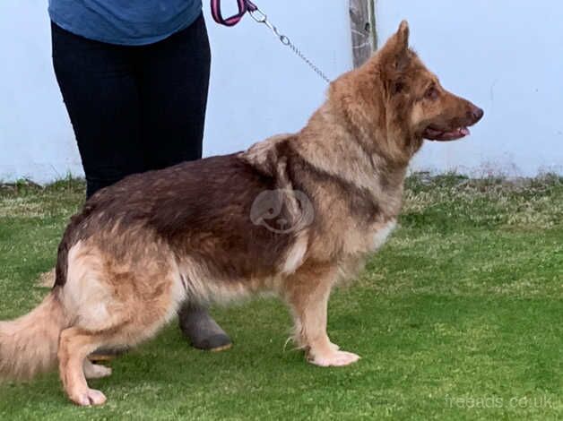 Stunning kcreg liver sable German shepherd for sale in Dundee, Dundee