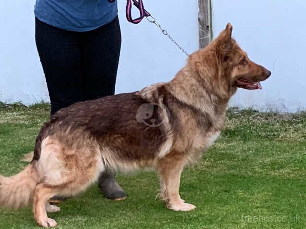 Stunning kcreg liver sable German shepherd for sale in Dundee, Dundee - Image 2