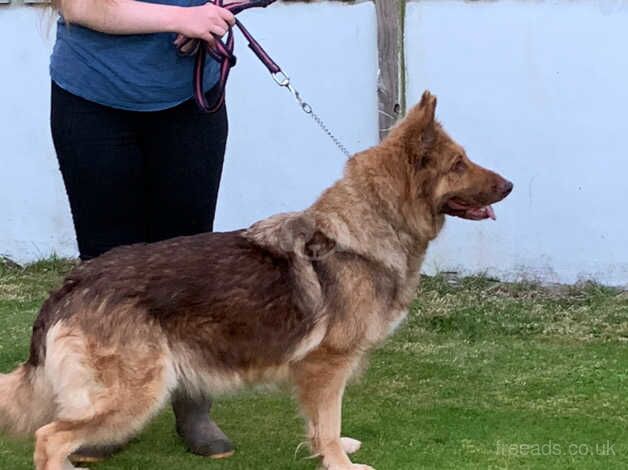 Stunning kcreg liver sable German shepherd for sale in Dundee, Dundee - Image 3