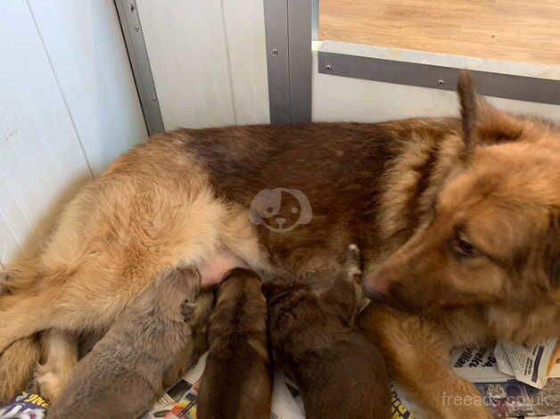 Stunning kcreg liver sable German shepherd for sale in Dundee, Dundee - Image 4