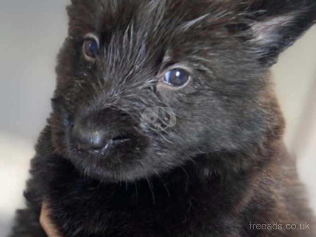 Stunning litter of German shepherd puppies for sale in Harworth, Nottinghamshire