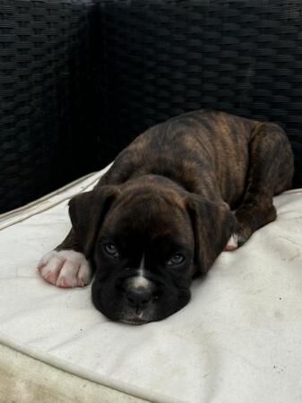 Stunning litter of KC registered Boxer Dogs for sale in Atherstone, Warwickshire