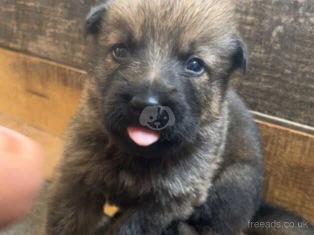 Stunning pedigree German Shepherd Czech line puppies for sale. for sale in Andover, Hampshire