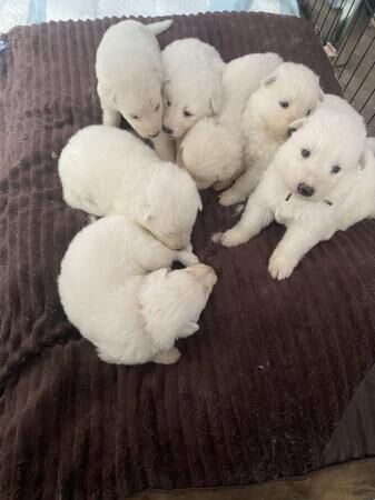 Stunning pure white German shepherd puppies for sale in Laindon, Essex