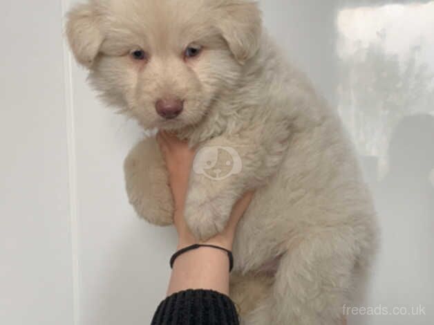 Stunning rare kcreg white carrying Isabella German shepherd pups for sale in Dundee, Dundee