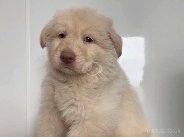 Stunning rare kcreg white carrying Isabella German shepherd pups for sale in Dundee, Dundee - Image 2