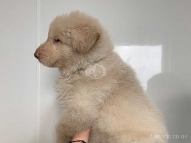 Stunning rare kcreg white carrying Isabella German shepherd pups for sale in Dundee, Dundee - Image 3