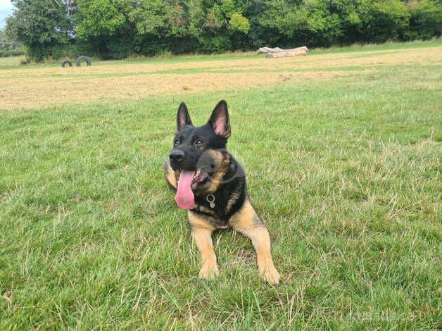 Stunning Storm needs a forever home for sale in Powys, Powys