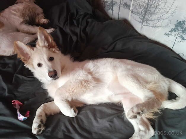 Stunning white german shepherd for sale in Barnsley, South Yorkshire