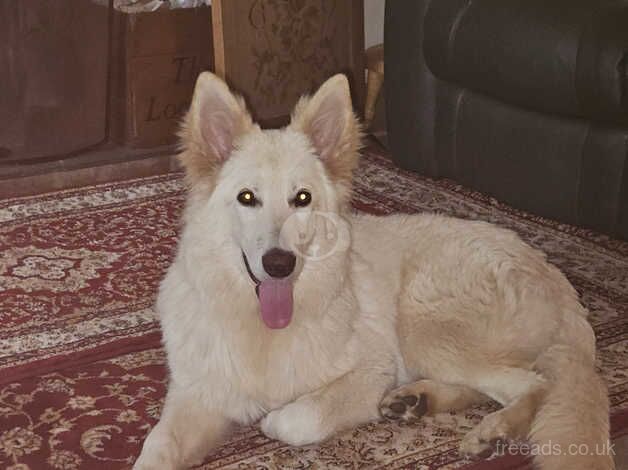 Stunning White German Shepherd Puppy for sale in Lichfield, Staffordshire - Image 1