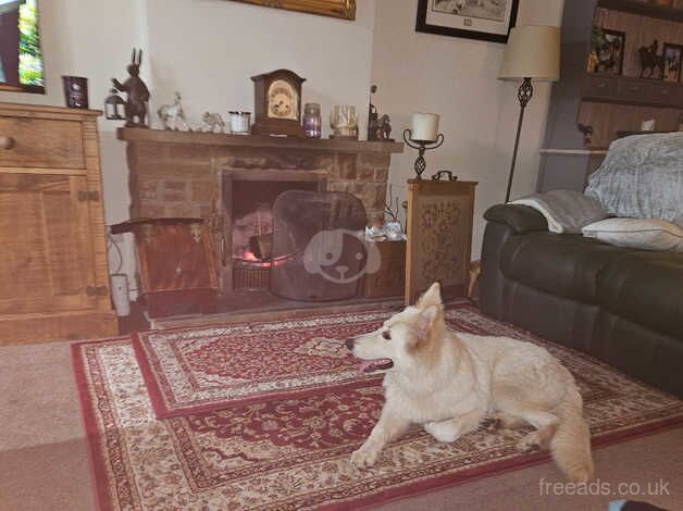 Stunning White German Shepherd Puppy for sale in Lichfield, Staffordshire - Image 2