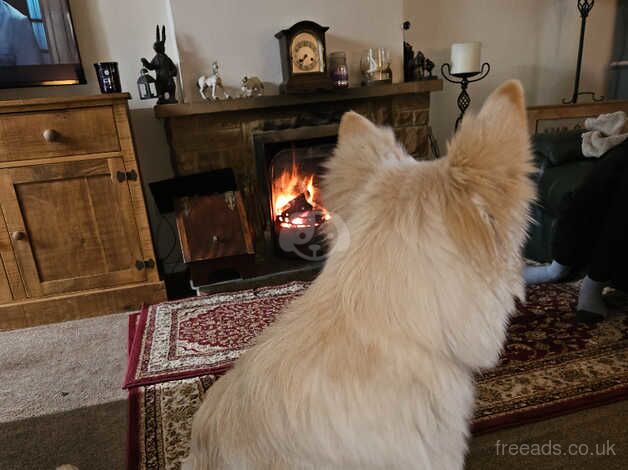 German Shepherd Puppies for sale in Staffordshire