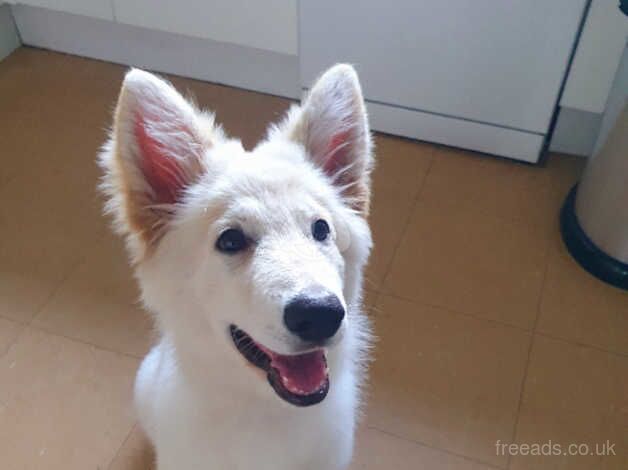 Stunning White German Shepherd Puppy for sale in Lichfield, Staffordshire - Image 4