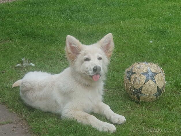 Stunning White German Shepherd Puppy for sale in Lichfield, Staffordshire - Image 5