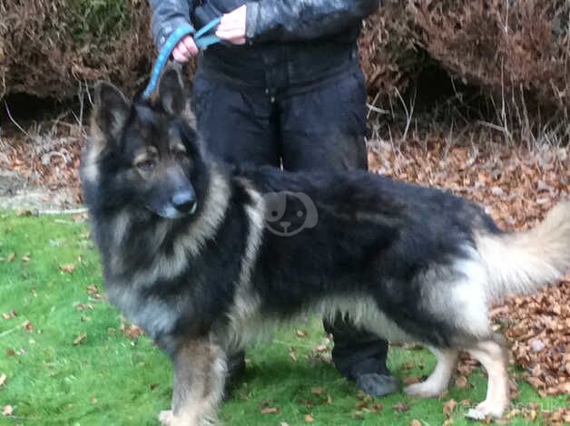 Stunnng kcreg dark sable long coat for sale in Dundee, Dundee