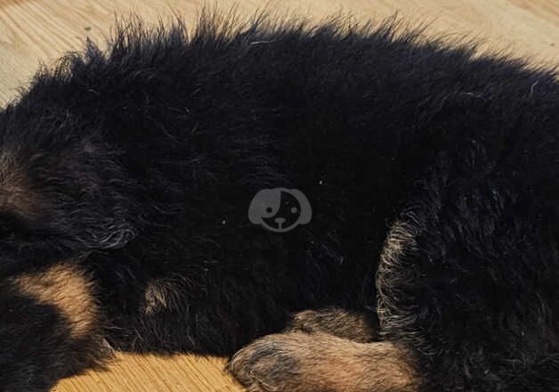 The best German Shepherd pups ready now for sale in Peterborough, Cambridgeshire - Image 2