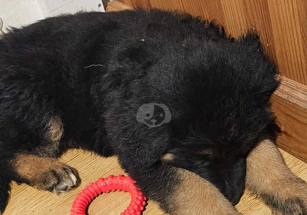 The best German Shepherd pups ready now for sale in Peterborough, Cambridgeshire - Image 3