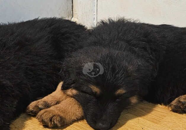 The best German Shepherd pups ready now for sale in Peterborough, Cambridgeshire - Image 4