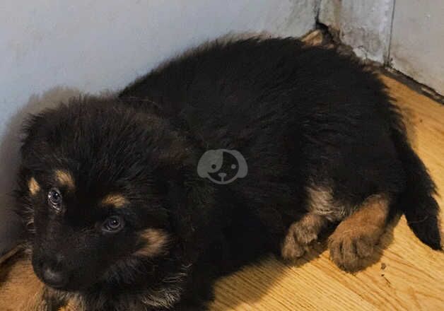 The best German Shepherd pups ready now for sale in Peterborough, Cambridgeshire - Image 5