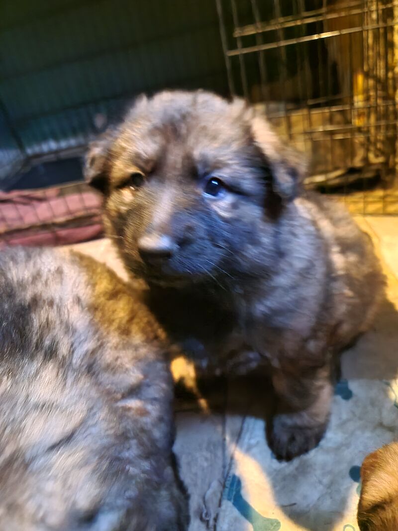 Ready to leave! Silver sable German Shepard puppies for sale in Great Clacton, Essex - Image 11