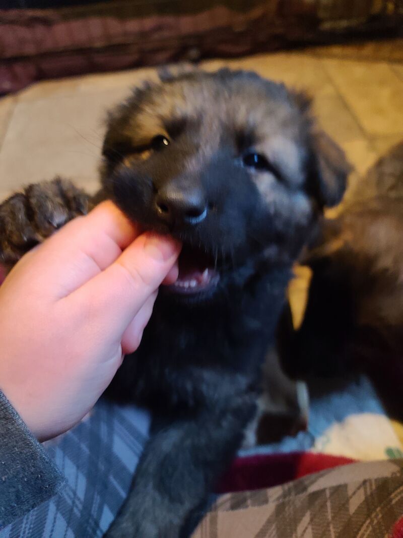 Ready to leave! Silver sable German Shepard puppies for sale in Great Clacton, Essex - Image 10