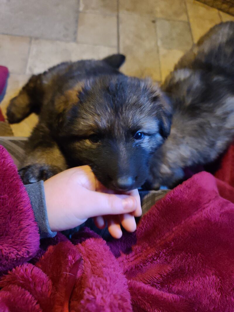 Ready to leave! Silver sable German Shepard puppies for sale in Great Clacton, Essex - Image 6