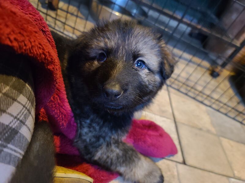 Ready to leave! Silver sable German Shepard puppies for sale in Great Clacton, Essex - Image 4