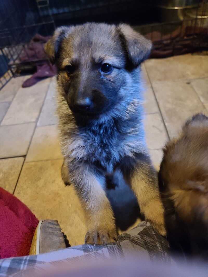 Ready to leave! Silver sable German Shepard puppies for sale in Great Clacton, Essex - Image 5