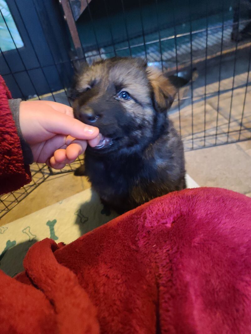 Ready to leave! Silver sable German Shepard puppies for sale in Great Clacton, Essex - Image 8