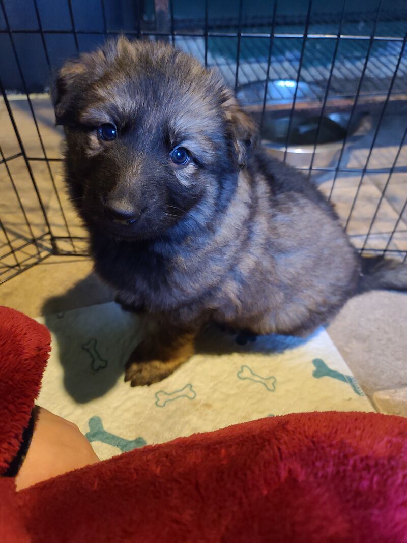 Ready to leave! Silver sable German Shepard puppies for sale in Great Clacton, Essex - Image 7