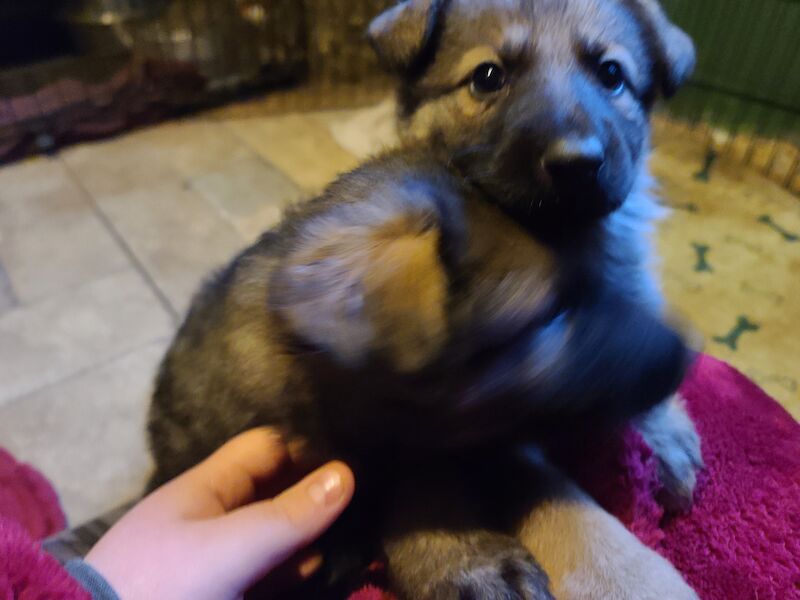 Ready to leave! Silver sable German Shepard puppies for sale in Great Clacton, Essex - Image 13
