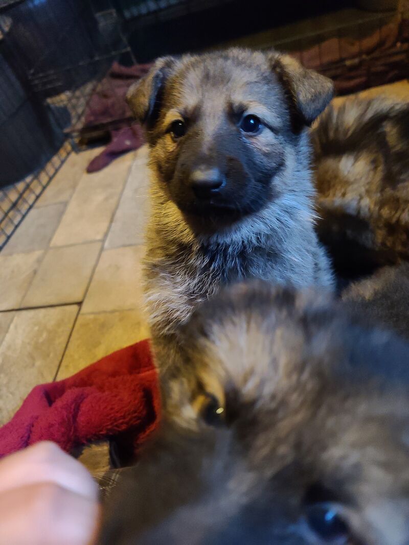 Ready to leave! Silver sable German Shepard puppies for sale in Great Clacton, Essex - Image 3