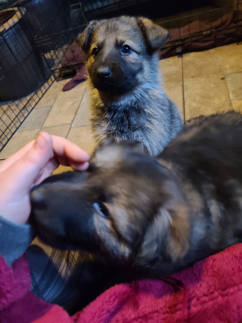 Ready to leave! Silver sable German Shepard puppies for sale in Great Clacton, Essex - Image 9