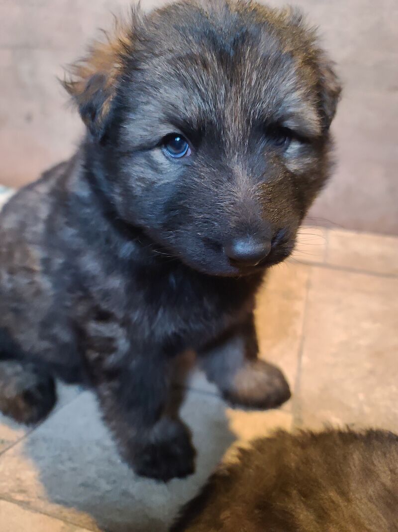 Ready to leave! Silver sable German Shepard puppies for sale in Great Clacton, Essex - Image 12