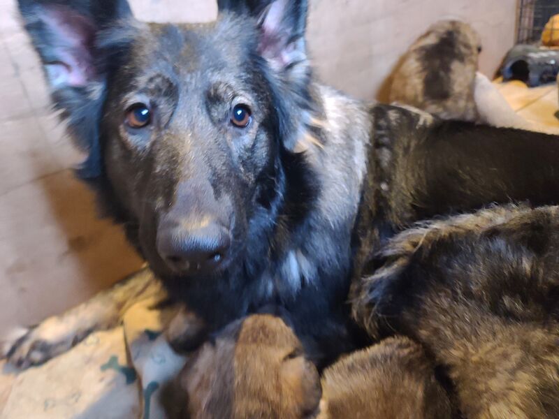 Ready to leave! Silver sable German Shepard puppies for sale in Great Clacton, Essex - Image 15