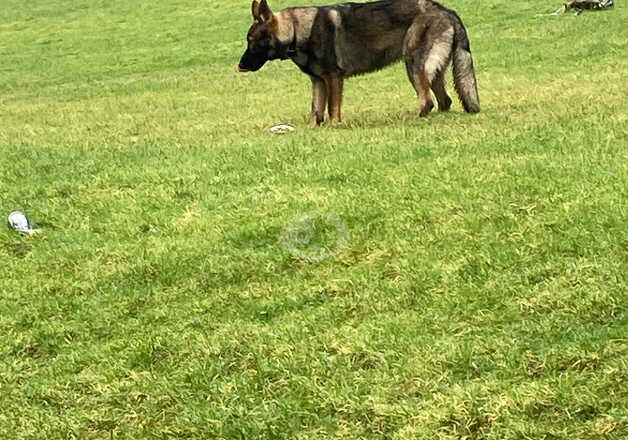 KC Registered German Shepherd Puppies for sale in Inverclyde