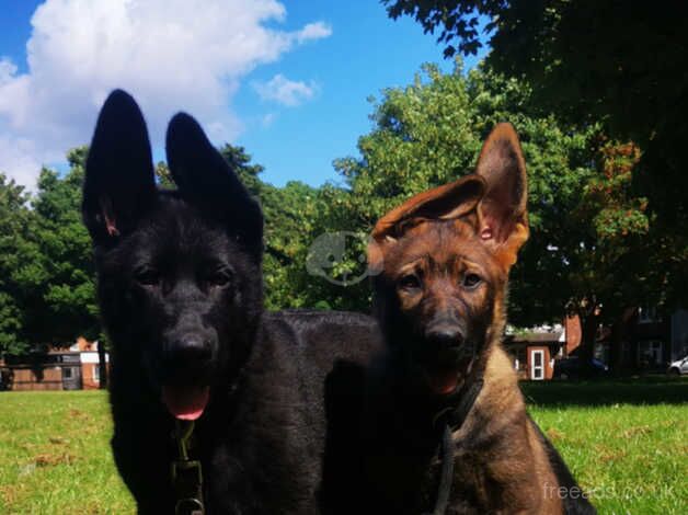 Top Bloodlines German Shepherd puppies for sale in Scunthorpe, Lincolnshire