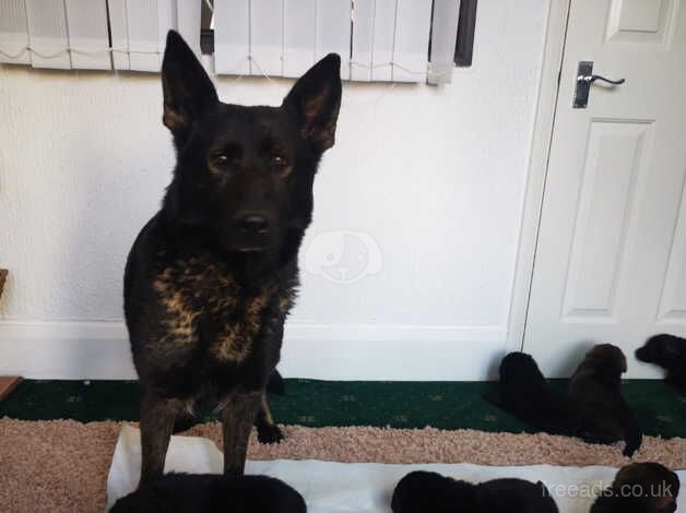 Top Bloodlines German Shepherd puppies for sale in Scunthorpe, Lincolnshire - Image 2