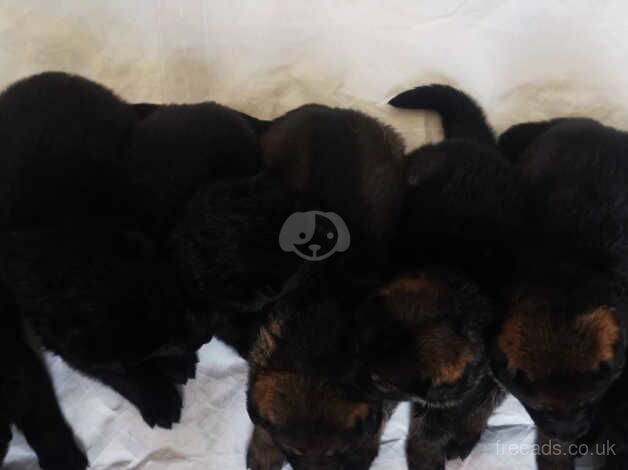 Top Bloodlines German Shepherd puppies for sale in Scunthorpe, Lincolnshire - Image 3