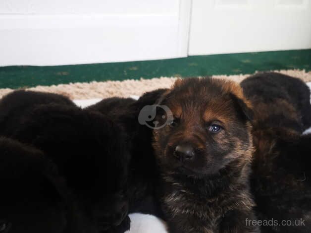 Top Bloodlines German Shepherd puppies for sale in Scunthorpe, Lincolnshire - Image 4