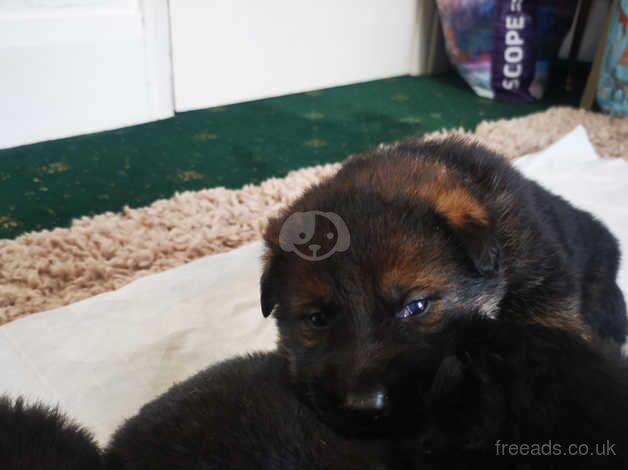 Top Bloodlines German Shepherd puppies for sale in Scunthorpe, Lincolnshire - Image 5