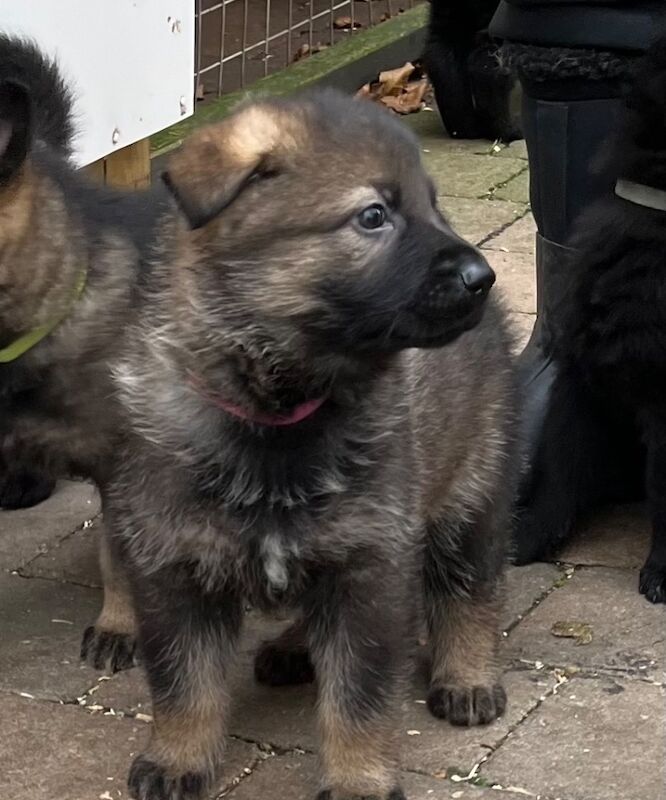 German Shepherds for sale in Kirkcaldy, Fife