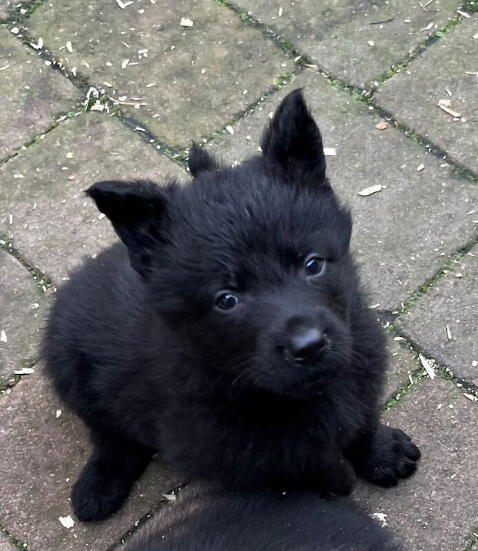 German Shepherd Puppies for sale