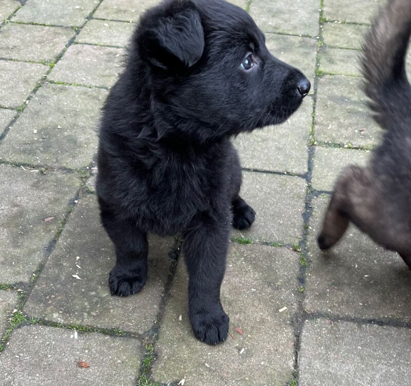 Top EU/UK Kennel Club Registered Pups! for sale in Kirkcaldy, Fife - Image 6